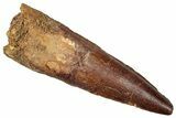 Fossil Spinosaurus Tooth - Real Dinosaur Tooth #357443-1